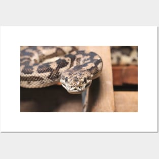 South-West Carpet Python Posters and Art